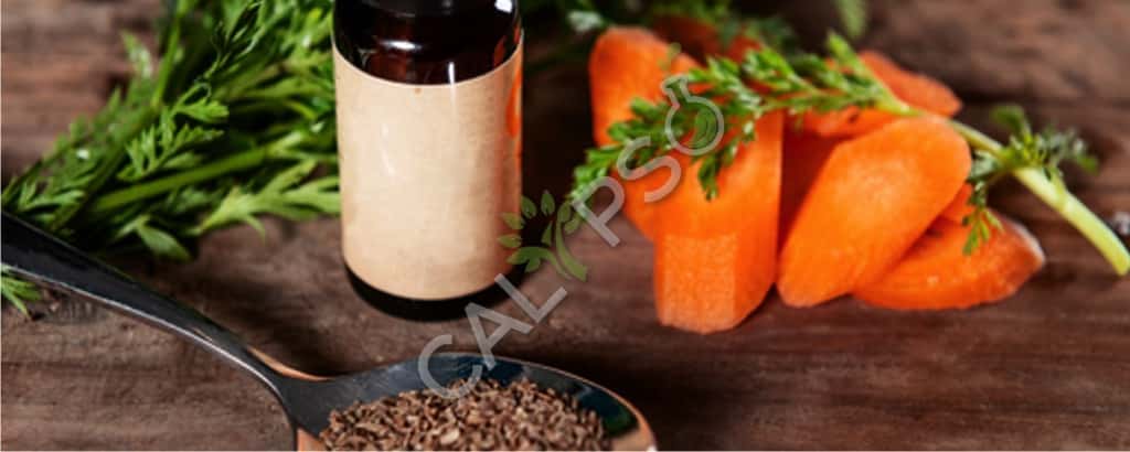 Comprar semilla de zanahoria aceite esencial natural